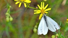 Kleiner Kohlweißling_2_jpg.jpg